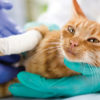 Contes : Mango, le chat grièvement blessé par balle, risque de perdre sa patte