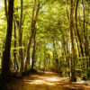 Quand la forêt remplace la punition