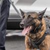 La princesse Charlène inaugure la brigade canine monégasque