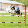 Monaco brille en Agility