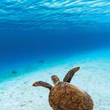 L'Art au Service de la Nature : L'Empreinte Invisible Qui Conquiert Monaco