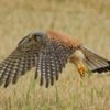 Grâce et Engagement : S.A.S. la Princesse Charlène Célèbre la Résilience de la Faune Sauvage