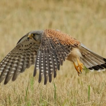 Grâce et Engagement : S.A.S. la Princesse Charlène Célèbre la Résilience de la Faune Sauvage
