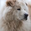 Royauté et Élégance : Le Palmarès Prestigieux de l&rsquo;Exposition Canine Internationale de Monaco