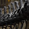 L&rsquo;Épopée Humaine : De Toumaï à Sapiens, une Odyssée Préhistorique à Monaco