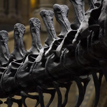 L'Épopée Humaine : De Toumaï à Sapiens, une Odyssée Préhistorique à Monaco
