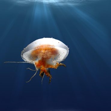 Monaco Accueille l'Épopée Aquatique : The Crossing 2026, Entre Défi et Philanthropie